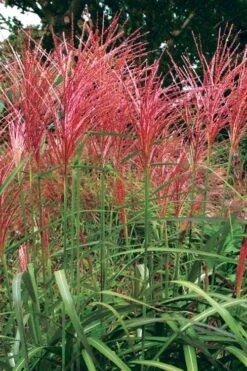 Flame Grass (Miscanthus 'Purpurascens') - 1 Gallon Pot 12 Flame Grass (Miscanthus 'Purpurascens') - 1 Gallon Pot -SHRUBS and BUSHES Shop miscanthus purpurascens flame grass 1