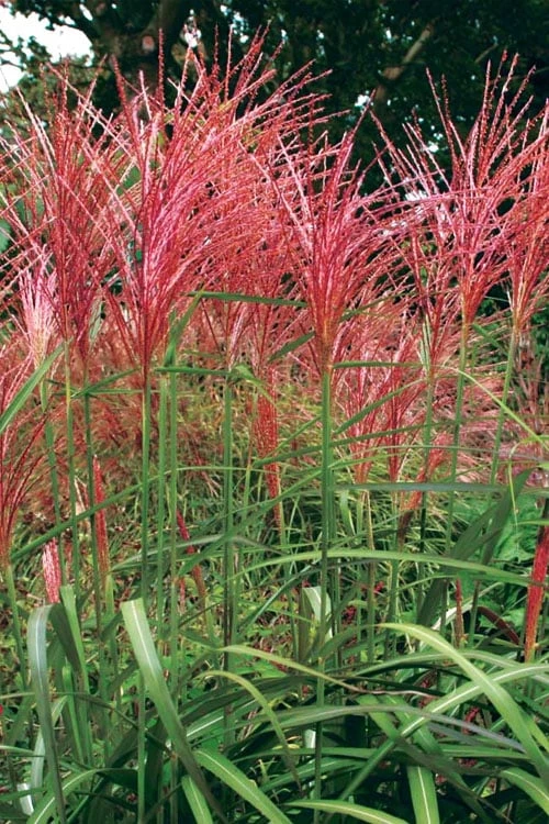 Flame Grass (Miscanthus 'Purpurascens') - 1 Gallon Pot 7 Flame Grass (Miscanthus 'Purpurascens') - 1 Gallon Pot - Image 5