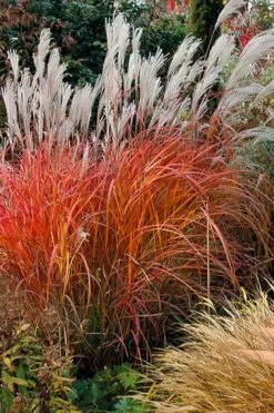 Flame Grass (Miscanthus 'Purpurascens') - 6 Pack Of 1 Gallon Pots 15 Flame Grass (Miscanthus 'Purpurascens') - 6 Pack Of 1 Gallon Pots -SHRUBS and BUSHES Shop miscanthus purpurascens flame grass 10 1
