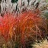 Flame Grass (Miscanthus 'Purpurascens') - 1 Gallon Pot 2 Flame Grass (Miscanthus 'Purpurascens') - 1 Gallon Pot -SHRUBS and BUSHES Shop miscanthus purpurascens flame grass 10