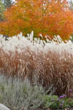 Flame Grass (Miscanthus 'Purpurascens') - 6 Pack Of 1 Gallon Pots 14 Flame Grass (Miscanthus 'Purpurascens') - 6 Pack Of 1 Gallon Pots -SHRUBS and BUSHES Shop miscanthus purpurascens flame grass 4 1