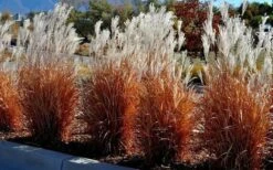 Flame Grass (Miscanthus 'Purpurascens') - 6 Pack Of 1 Gallon Pots 12 Flame Grass (Miscanthus 'Purpurascens') - 6 Pack Of 1 Gallon Pots -SHRUBS and BUSHES Shop miscanthus purpurascens flame grass 5 1
