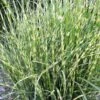 Bandwidth Dwarf Zebra Grass - 1 Gallon Pot -SHRUBS and BUSHES Shop miscanthus sinensis bandwidth zebra grass 2