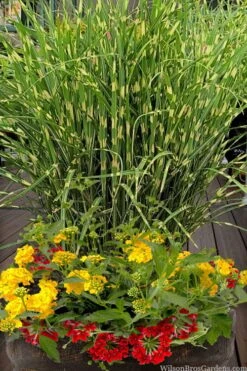 Bandwidth Dwarf Zebra Grass - 1 Gallon Pot -SHRUBS and BUSHES Shop miscanthus sinensis bandwidth zebra grass 5
