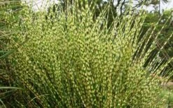 Gold Breeze Zebra Grass (Miscanthus) - 1 Gallon Pot -SHRUBS and BUSHES Shop miscanthus20gold20breeze202