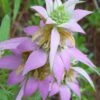 Beebop Bee Balm (Monarda Punctata) - 1 Gallon Pot -SHRUBS and BUSHES Shop monarda punctata beebop bee balm 1 1