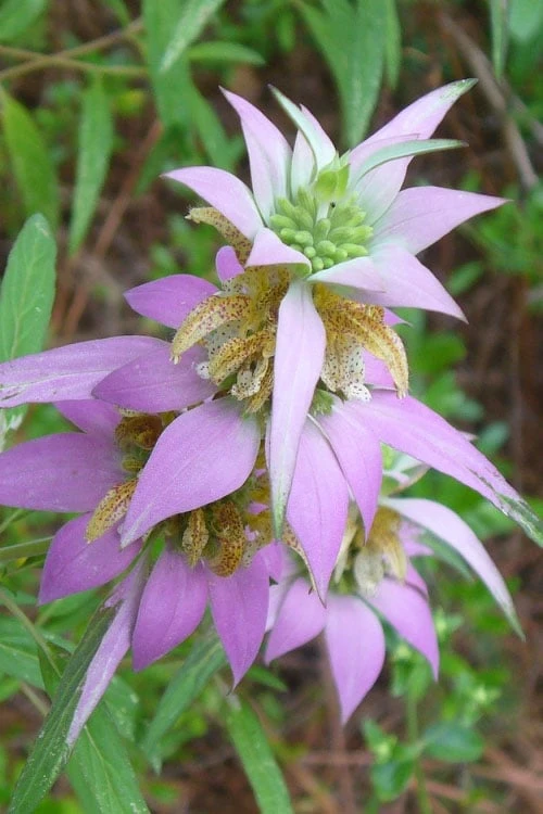Beebop Bee Balm (Monarda Punctata) - 5 Pack Of Quart Pots 3 Beebop Bee Balm (Monarda Punctata) - 5 Pack Of Quart Pots
