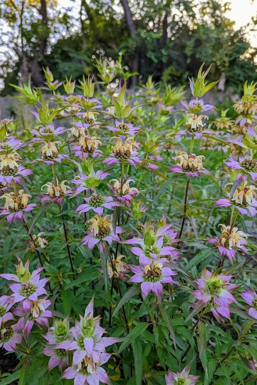 Beebop Bee Balm (Monarda Punctata) - 1 Gallon Pot 8 Beebop Bee Balm (Monarda Punctata) - 1 Gallon Pot - Image 6