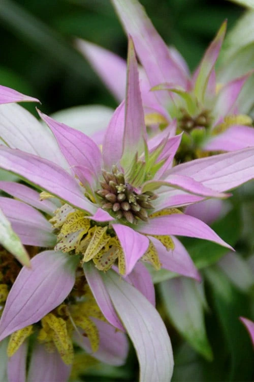 Beebop Bee Balm (Monarda Punctata) - 1 Gallon Pot 7 Beebop Bee Balm (Monarda Punctata) - 1 Gallon Pot - Image 5