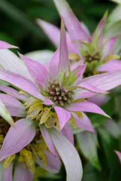 Beebop Bee Balm (Monarda Punctata) - 5 Pack Of Quart Pots 12 Beebop Bee Balm (Monarda Punctata) - 5 Pack Of Quart Pots -SHRUBS and BUSHES Shop monarda punctata beebop bee balm 4