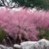 Pink Muhly Grass (Cotton Candy Grass) - 1 Gallon Pot (On Sale) 1 Pink Muhly Grass (Cotton Candy Grass) - 1 Gallon Pot (On Sale) -SHRUBS and BUSHES Shop muhlenbergia capillaris pink muhly cotton candy grass 202