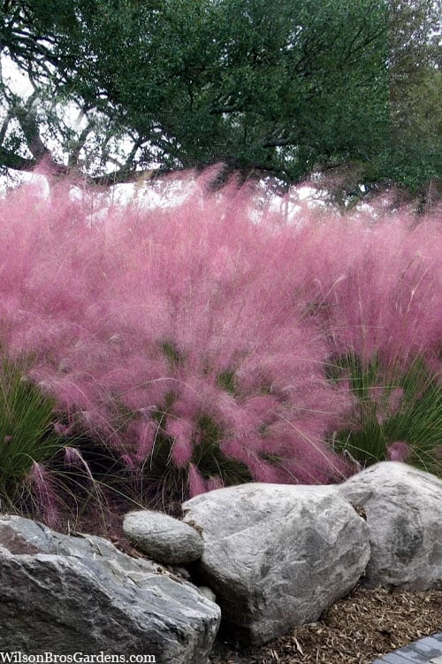 Pink Muhly Grass (Cotton Candy Grass) - 1 Gallon Pot (On Sale) 3 Pink Muhly Grass (Cotton Candy Grass) - 1 Gallon Pot (On Sale)