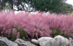 Pink Muhly Grass (Cotton Candy Grass) - 1 Gallon Pot (On Sale) 16 Pink Muhly Grass (Cotton Candy Grass) - 1 Gallon Pot (On Sale) -SHRUBS and BUSHES Shop muhlenbergia capillaris pink muhly cotton candy grass 204