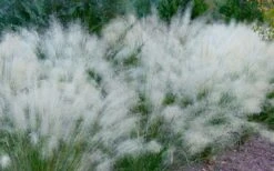 White Cloud Muhly Grass - 1 Gallon Pot 15 White Cloud Muhly Grass - 1 Gallon Pot -SHRUBS and BUSHES Shop muhlenbergia capillaris white cloud muhly grass 102