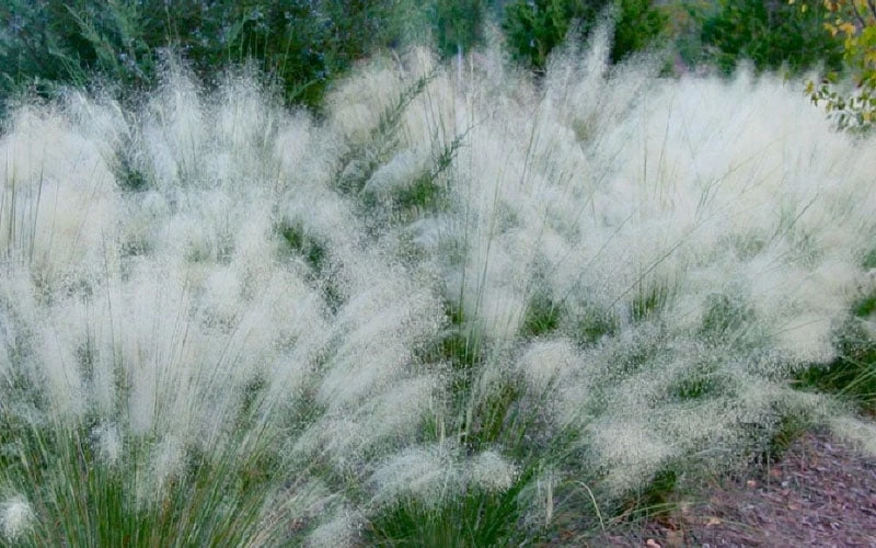 White Cloud Muhly Grass - 1 Gallon Pot 8 White Cloud Muhly Grass - 1 Gallon Pot - Image 6