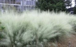 White Cloud Muhly Grass - 3 Gallon Pot -SHRUBS and BUSHES Shop muhlenbergia capillaris white cloud muhly grass 103 1