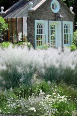 White Cloud Muhly Grass - 3 Gallon Pot -SHRUBS and BUSHES Shop muhlenbergia capillaris white cloud muhly grass 108 1