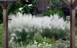 White Cloud Muhly Grass - 3 Gallon Pot -SHRUBS and BUSHES Shop muhlenbergia capillaris white cloud muhly grass 109 1