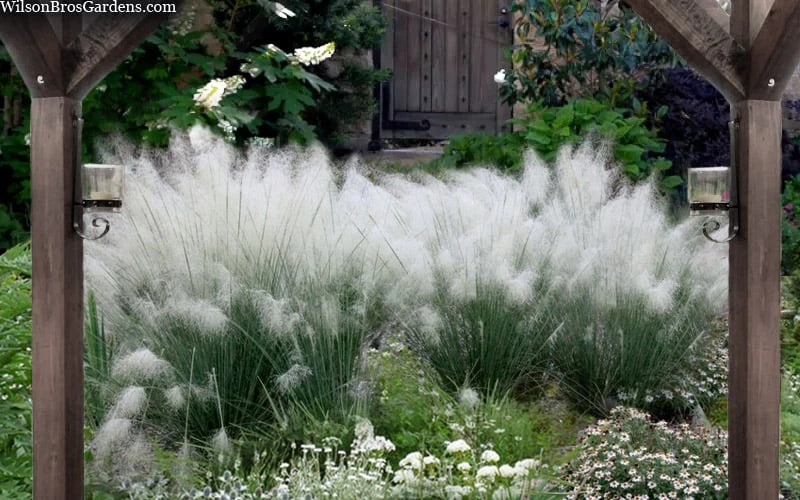 White Cloud Muhly Grass - 1 Gallon Pot 6 White Cloud Muhly Grass - 1 Gallon Pot - Image 4