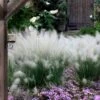White Cloud Muhly Grass - 3 Gallon Pot 2 White Cloud Muhly Grass - 3 Gallon Pot -SHRUBS and BUSHES Shop muhlenbergia capillaris white cloud muhly grass 12 1