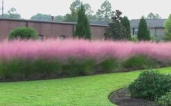 Pink Muhly Grass (Cotton Candy Grass) - 1 Gallon Pot (On Sale) 20 Pink Muhly Grass (Cotton Candy Grass) - 1 Gallon Pot (On Sale) -SHRUBS and BUSHES Shop muhly grass pink 70