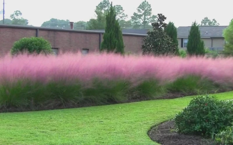 Pink Muhly Grass (Cotton Candy Grass) - 1 Gallon Pot (On Sale) 10 Pink Muhly Grass (Cotton Candy Grass) - 1 Gallon Pot (On Sale) - Image 8