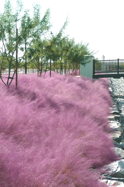 Pink Muhly Grass (Cotton Candy Grass) - 1 Gallon Pot (On Sale) 12 Pink Muhly Grass (Cotton Candy Grass) - 1 Gallon Pot (On Sale) - Image 10
