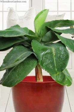 Little Prince Banana Plant - 1 Gallon Pot -SHRUBS and BUSHES Shop musa little prince dwarf banana plant 1