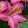 Country Cousin Pink Aromi Azalea (Rhododendron Hybrid) - 1 Gallon Pot -SHRUBS and BUSHES Shop native azalea country cousins 4