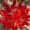Radiant Red Aromi Azalea (Rhododendron Hybrid) - 2 Gallon Pot 2 Radiant Red Aromi Azalea (Rhododendron Hybrid) - 2 Gallon Pot -SHRUBS and BUSHES Shop native azalea radiant red 5 1