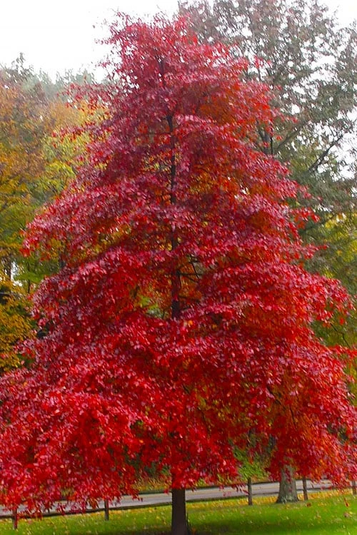 Black Gum Tupelo Tree (Nyssa Sylvatica) - 1 Gallon Pot 3 Black Gum Tupelo Tree (Nyssa Sylvatica) - 1 Gallon Pot