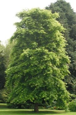 Black Gum Tupelo Tree (Nyssa Sylvatica) - 1 Gallon Pot 14 Black Gum Tupelo Tree (Nyssa Sylvatica) - 1 Gallon Pot -SHRUBS and BUSHES Shop nyssa sylvatica black gum tupelo tree 2