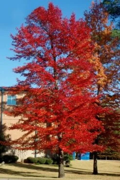 Black Gum Tupelo Tree (Nyssa Sylvatica) - 1 Gallon Pot 16 Black Gum Tupelo Tree (Nyssa Sylvatica) - 1 Gallon Pot -SHRUBS and BUSHES Shop nyssa sylvatica black gum tupelo tree 3