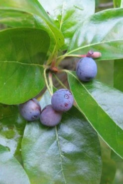 Black Gum Tupelo Tree (Nyssa Sylvatica) - 1 Gallon Pot 18 Black Gum Tupelo Tree (Nyssa Sylvatica) - 1 Gallon Pot -SHRUBS and BUSHES Shop nyssa sylvatica black gum tupelo tree fruit 1