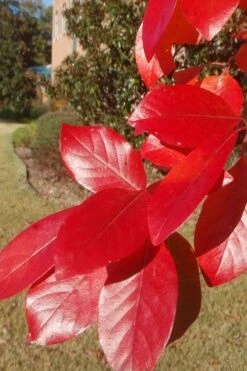 Black Gum Tupelo Tree (Nyssa Sylvatica) - 1 Gallon Pot 15 Black Gum Tupelo Tree (Nyssa Sylvatica) - 1 Gallon Pot -SHRUBS and BUSHES Shop nyssa sylvatica black gum tupelo tree leaf 1