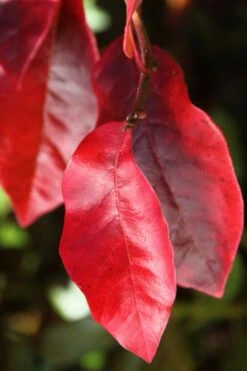 Black Gum Tupelo Tree (Nyssa Sylvatica) - 1 Gallon Pot 19 Black Gum Tupelo Tree (Nyssa Sylvatica) - 1 Gallon Pot -SHRUBS and BUSHES Shop nyssa sylvatica black gum tupelo tree leaf