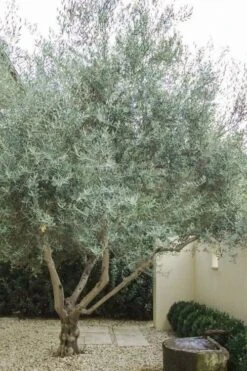 Arbequina Olive Tree - 5 Gallon Pot -SHRUBS and BUSHES Shop olive tree arbequina 4