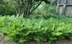 Sensitive Fern (Onoclea Sensibilis) - 1 Gallon Pot 16 Sensitive Fern (Onoclea Sensibilis) - 1 Gallon Pot -SHRUBS and BUSHES Shop onoclea sensibilis sensitive fern 11