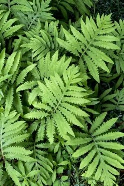 Sensitive Fern (Onoclea Sensibilis) - 1 Gallon Pot 15 Sensitive Fern (Onoclea Sensibilis) - 1 Gallon Pot -SHRUBS and BUSHES Shop onoclea sensibilis sensitive fern 12
