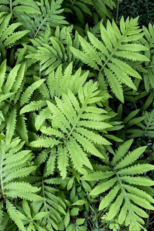 Sensitive Fern (Onoclea Sensibilis) - 1 Gallon Pot 7 Sensitive Fern (Onoclea Sensibilis) - 1 Gallon Pot - Image 5