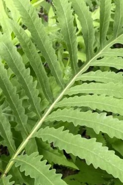 Sensitive Fern (Onoclea Sensibilis) - 1 Gallon Pot 18 Sensitive Fern (Onoclea Sensibilis) - 1 Gallon Pot -SHRUBS and BUSHES Shop onoclea sensibilis sensitive fern 13