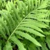 Sensitive Fern (Onoclea Sensibilis) - 1 Gallon Pot 1 Sensitive Fern (Onoclea Sensibilis) - 1 Gallon Pot -SHRUBS and BUSHES Shop onoclea sensibilis sensitive fern 14