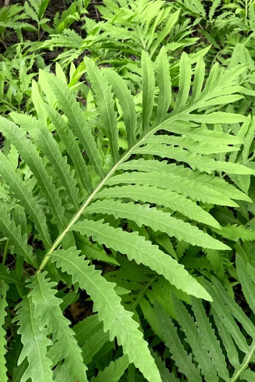 Sensitive Fern (Onoclea Sensibilis) - 1 Gallon Pot 3 Sensitive Fern (Onoclea Sensibilis) - 1 Gallon Pot