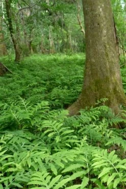 Sensitive Fern (Onoclea Sensibilis) - 1 Gallon Pot 14 Sensitive Fern (Onoclea Sensibilis) - 1 Gallon Pot -SHRUBS and BUSHES Shop onoclea sensibilis sensitive fern 15