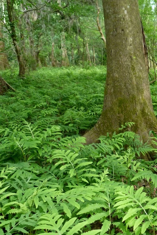 Sensitive Fern (Onoclea Sensibilis) - 1 Gallon Pot 6 Sensitive Fern (Onoclea Sensibilis) - 1 Gallon Pot - Image 4