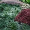 Tall Mondo Grass - 1 Gallon Pot 1 Tall Mondo Grass - 1 Gallon Pot -SHRUBS and BUSHES Shop ophiopogon japonicus tall mondo grass 102