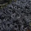 Black Beard Black Mondo Grass - Ophiopogon Planiscapus - 1 Gallon Pot -SHRUBS and BUSHES Shop ophiopogon planiscapus black beard black mondo grass 2
