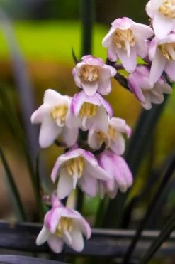 Black Beard Black Mondo Grass - Ophiopogon Planiscapus - 1 Gallon Pot -SHRUBS and BUSHES Shop ophiopogon planiscapus black beard black mondo grass 3