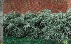 Delavay Tea Olive (Osmanthus Delavayi) - 5 Gallon Pot 15 Delavay Tea Olive (Osmanthus Delavayi) - 5 Gallon Pot -SHRUBS and BUSHES Shop osmanthus delavayi delavay tea olive 1