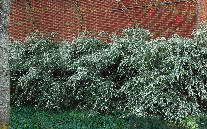 Delavay Tea Olive (Osmanthus Delavayi) - 5 Gallon Pot 8 Delavay Tea Olive (Osmanthus Delavayi) - 5 Gallon Pot - Image 6